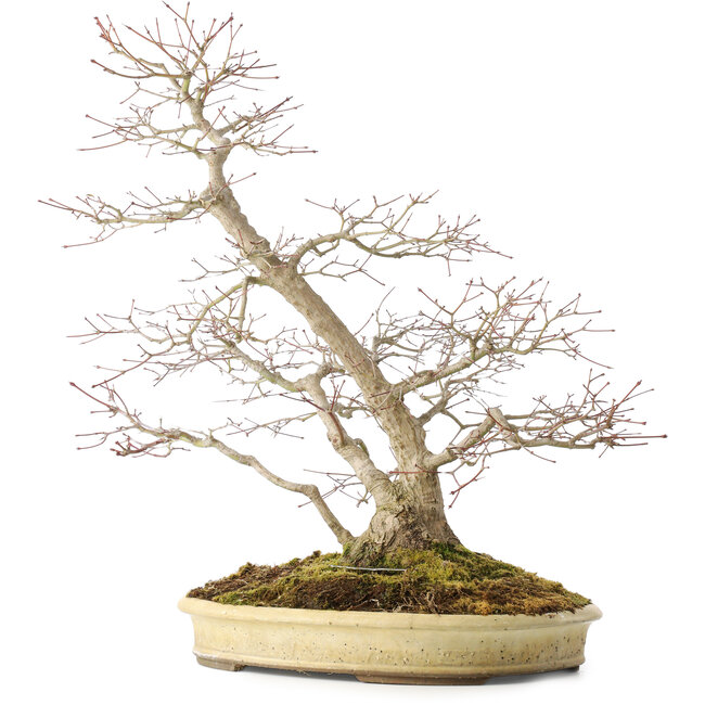 Acer palmatum, 56 cm, ± 25 anni, in un vaso giapponese fatto a mano da Shuhou, con molteplici crepe nel vaso