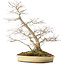 Acer palmatum, 56 cm, ± 25 jaar oud, in een handgemaakte Japanse pot van Shuhou, met meerdere scheuren in de pot