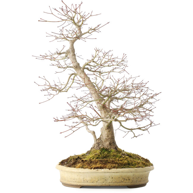 Acer palmatum, 56 cm, ± 25 ans, dans un pot japonais fait main par Shuhou, avec de multiples fissures dans le pot