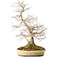 Acer palmatum, 56 cm, ± 25 jaar oud, in een handgemaakte Japanse pot van Shuhou, met meerdere scheuren in de pot