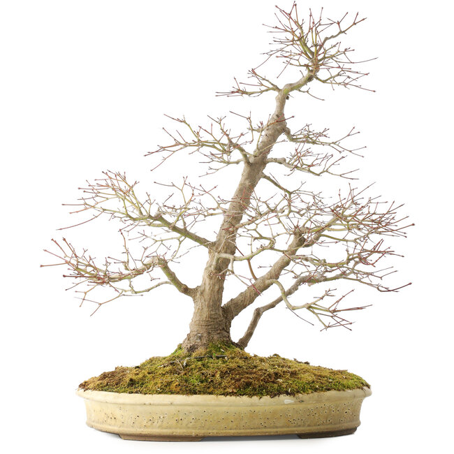 Acer palmatum, 56 cm, ± 25 anni, in un vaso giapponese fatto a mano da Shuhou, con molteplici crepe nel vaso