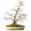 Acer palmatum, 56 cm, ± 25 jaar oud, in een handgemaakte Japanse pot van Shuhou, met meerdere scheuren in de pot