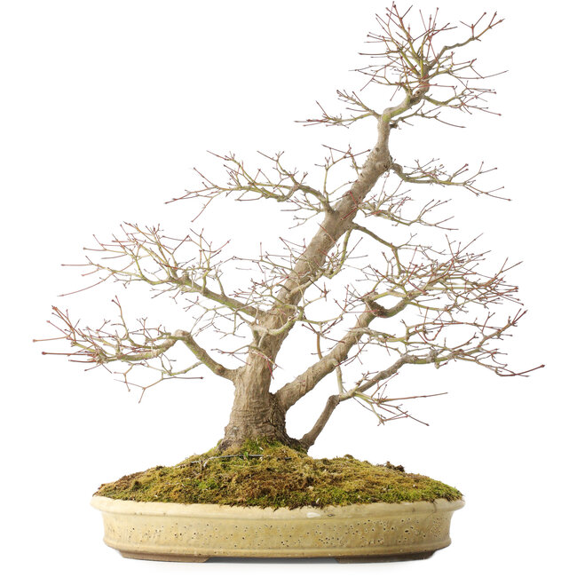 Acer palmatum, 56 cm, ± 25 anni, in un vaso giapponese fatto a mano da Shuhou, con molteplici crepe nel vaso