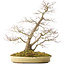 Acer palmatum, 56 cm, ± 25 jaar oud, in een handgemaakte Japanse pot van Shuhou, met meerdere scheuren in de pot
