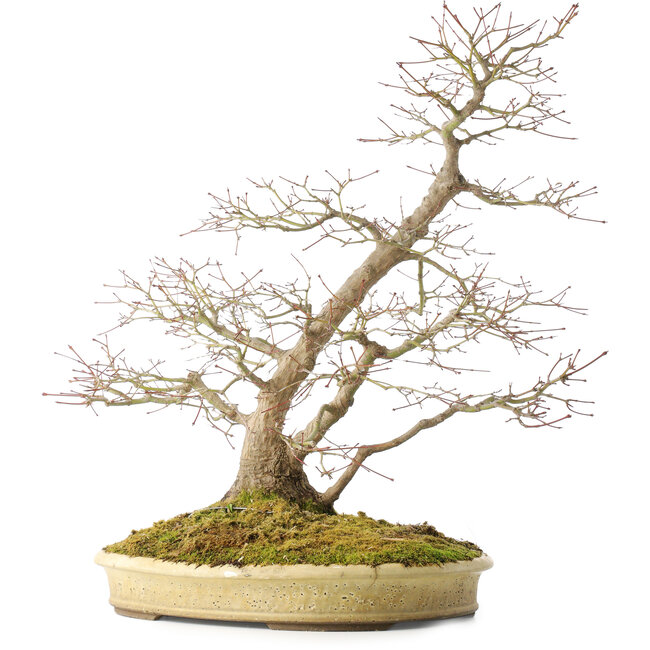 Acer palmatum, 56 cm, ± 25 Jahre alt, in einem handgefertigten japanischen Topf von Shuhou, mit mehreren Rissen im Topf
