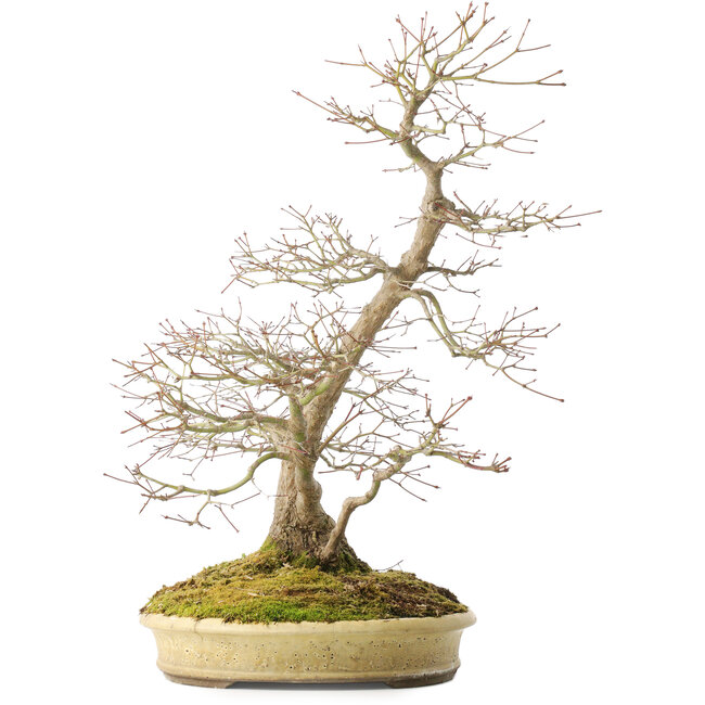 Acer palmatum, 56 cm, ± 25 Jahre alt, in einem handgefertigten japanischen Topf von Shuhou, mit mehreren Rissen im Topf