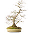 Acer palmatum, 56 cm, ± 25 jaar oud, in een handgemaakte Japanse pot van Shuhou, met meerdere scheuren in de pot