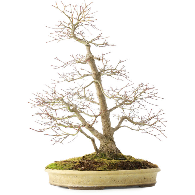 Acer palmatum, 56 cm, ± 25 ans, dans un pot japonais fait main par Shuhou, avec de multiples fissures dans le pot