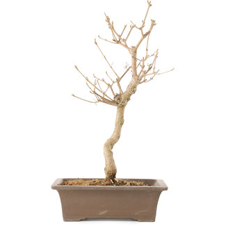 Callicarpa japonica, 35 cm, ± 8 years old Callicarpa japonica, 35 cm, ± 8 years old