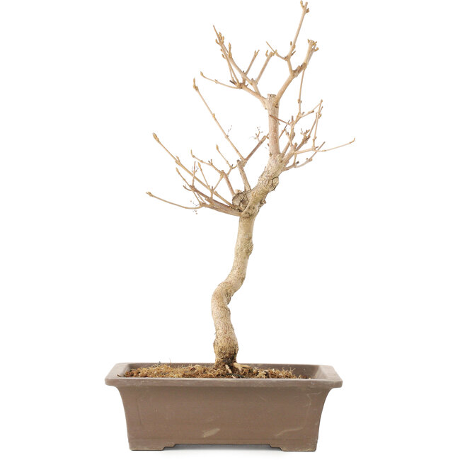 Callicarpa japonica, 35 cm, ± 8 jaar oud
