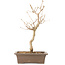 Callicarpa japonica, 35 cm, ± 8 jaar oud
