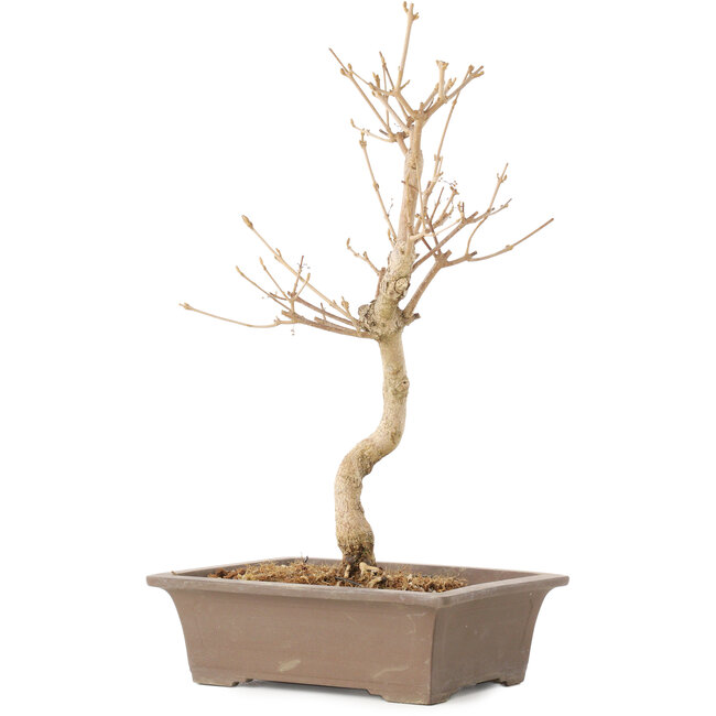 Callicarpa japonica, 35 cm, ± 8 jaar oud