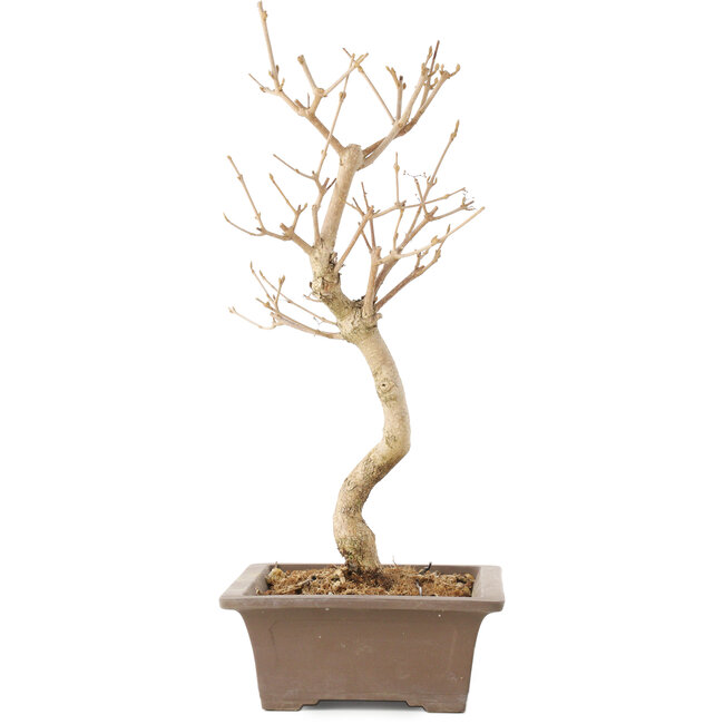 Callicarpa japonica, 35 cm, ± 8 jaar oud