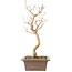 Callicarpa japonica, 35 cm, ± 8 jaar oud