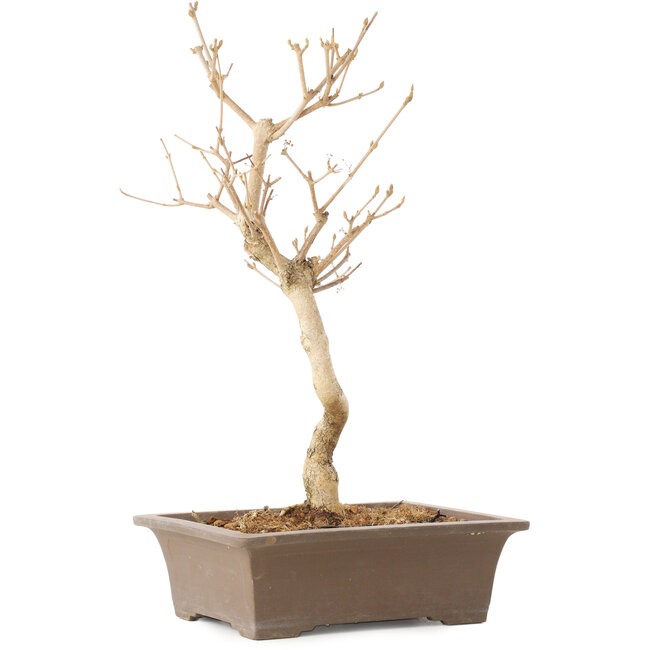 Callicarpa japonica, 35 cm, ± 8 jaar oud