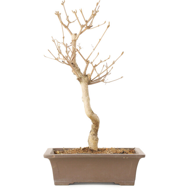 Callicarpa japonica, 35 cm, ± 8 jaar oud