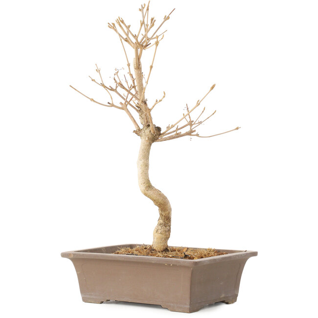 Callicarpa japonica, 35 cm, ± 8 jaar oud