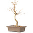 Callicarpa japonica, 35 cm, ± 8 jaar oud