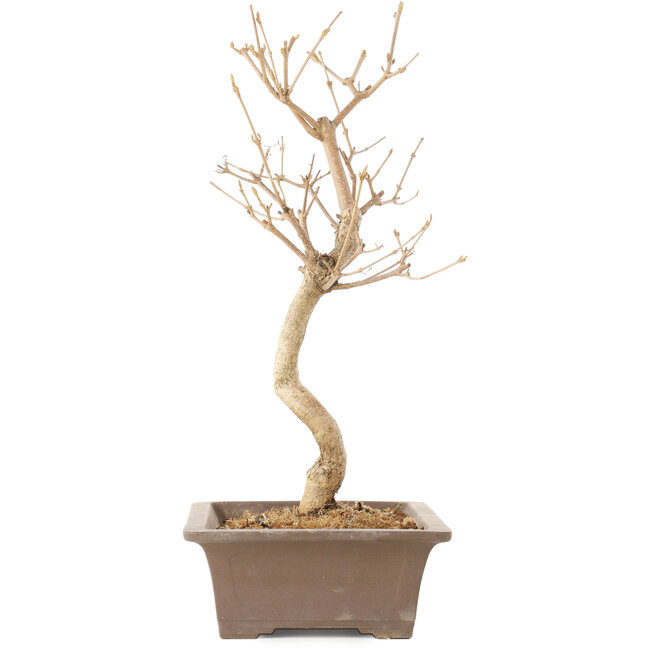 Callicarpa japonica, 35 cm, ± 8 jaar oud