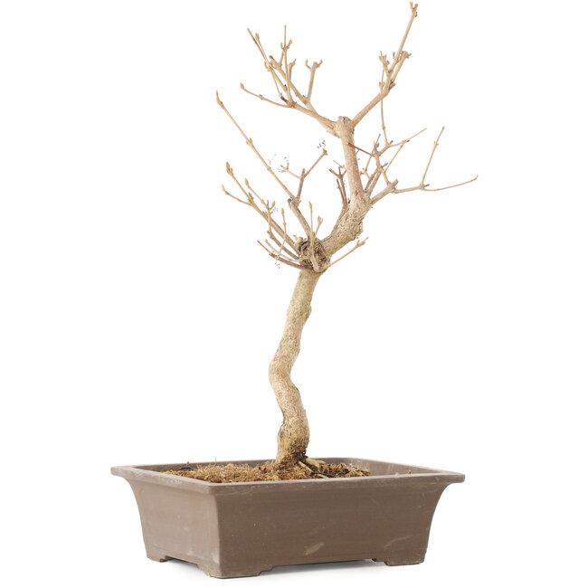 Callicarpa japonica, 35 cm, ± 8 jaar oud