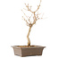 Callicarpa japonica, 35 cm, ± 8 jaar oud