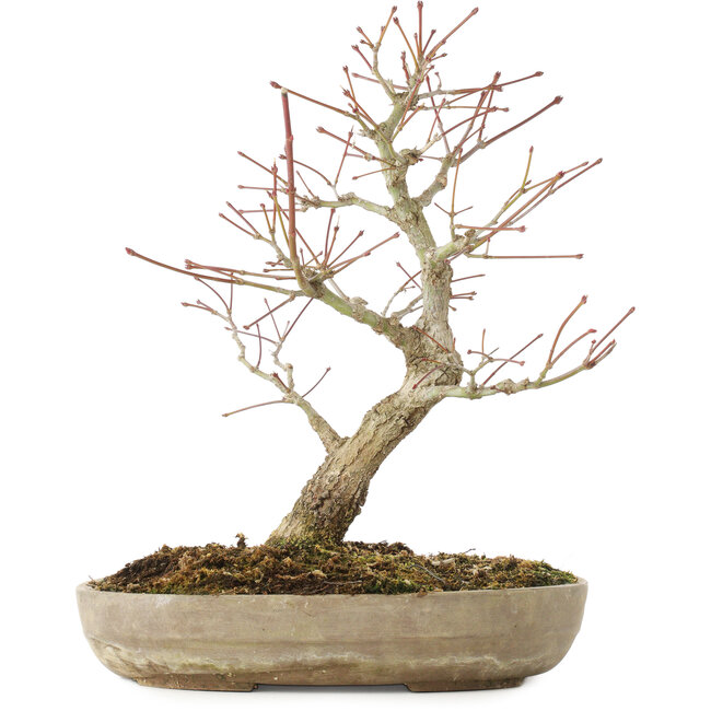Acer palmatum Arakawa, 33,5 cm, ± 15 years old