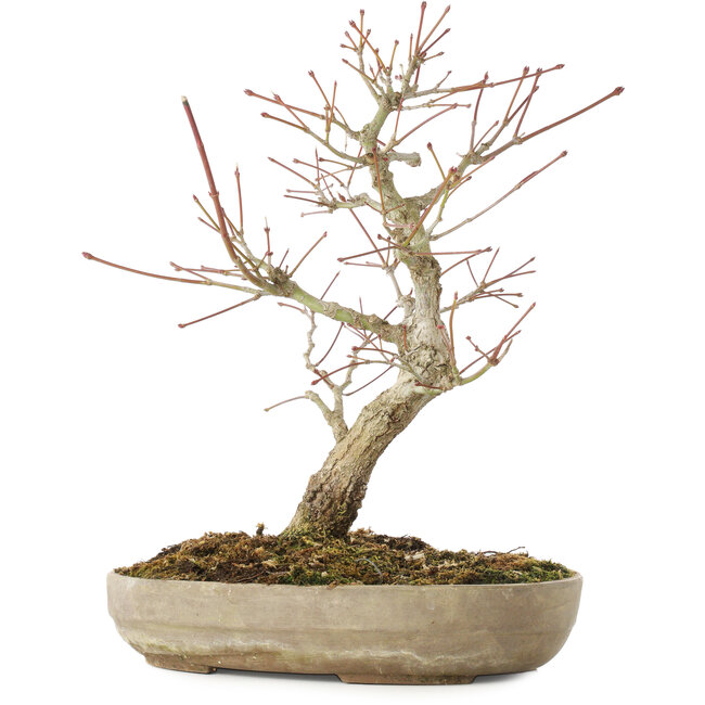 Acer palmatum Arakawa, 33,5 cm, ± 15 Jahre alt