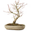 Acer palmatum Arakawa, 33,5 cm, ± 15 jaar oud