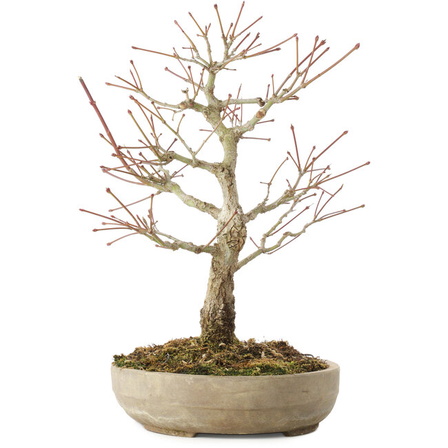 Acer palmatum Arakawa, 33,5 cm, ± 15 años