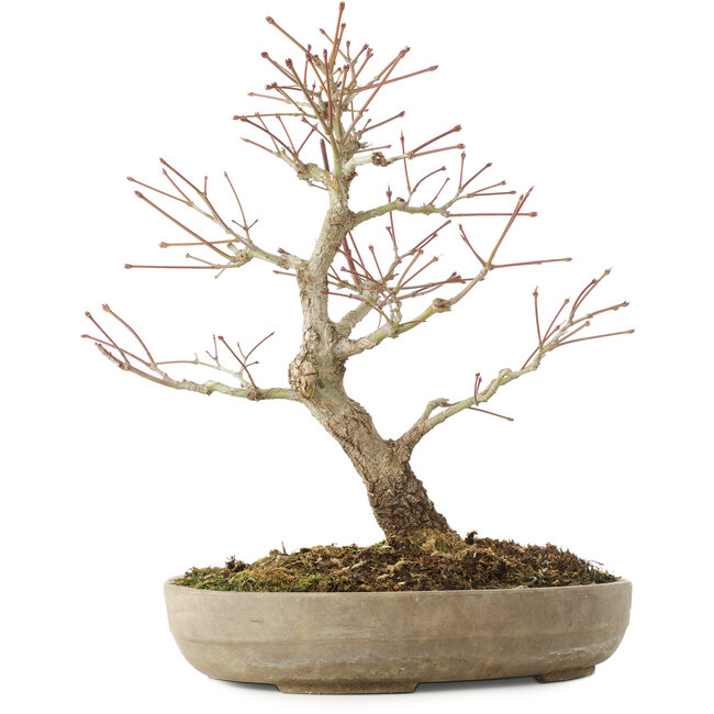 Acer palmatum Arakawa, 33,5 cm, ± 15 Jahre alt
