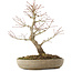 Acer palmatum Arakawa, 33,5 cm, ± 15 jaar oud