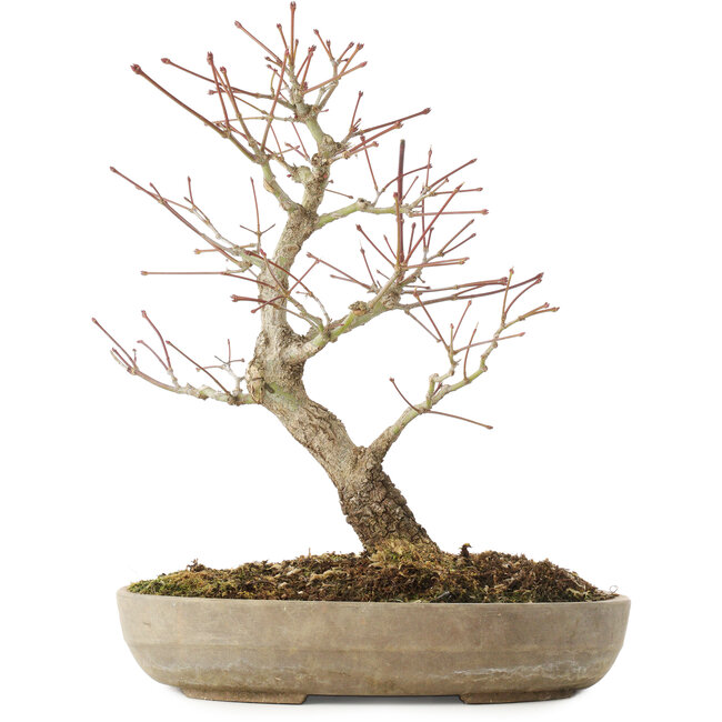 Acer palmatum Arakawa, 33,5 cm, ± 15 Jahre alt