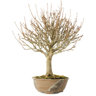 Acer buergerianum, 28 cm, ± 20 jaar oud