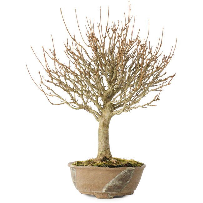 Acer buergerianum, 28 cm, ± 20 jaar oud