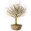 Acer buergerianum, 28 cm, ± 20 jaar oud