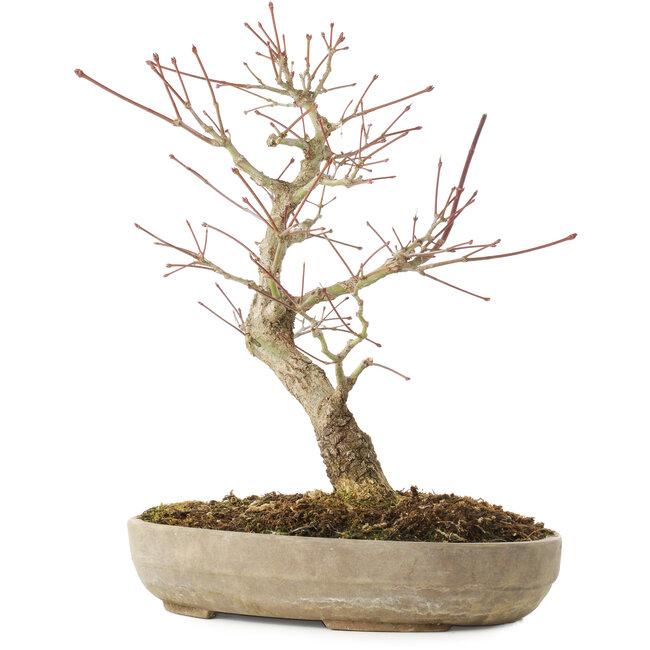 Acer palmatum Arakawa, 33,5 cm, ± 15 ans