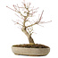 Acer palmatum Arakawa, 33,5 cm, ± 15 jaar oud