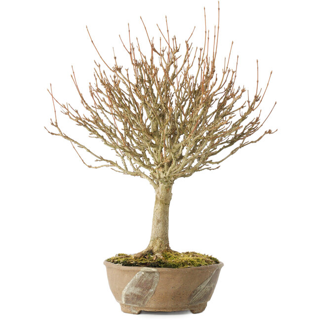 Acer buergerianum, 28 cm, ± 20 jaar oud
