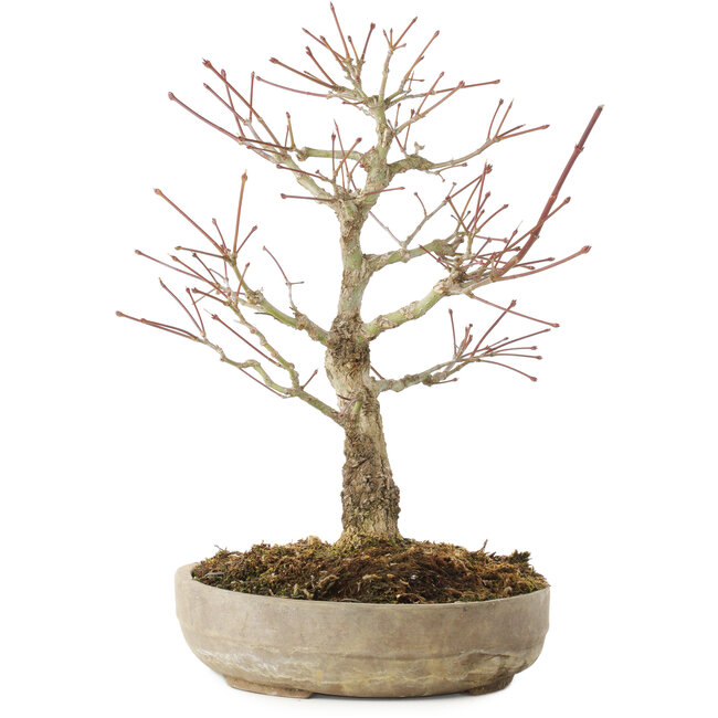 Acer palmatum Arakawa, 33,5 cm, ± 15 años