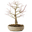 Acer palmatum Arakawa, 33,5 cm, ± 15 jaar oud