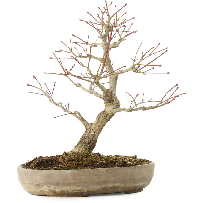 Acer palmatum Arakawa, 33,5 cm, ± 15 años