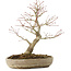 Acer palmatum Arakawa, 33,5 cm, ± 15 jaar oud