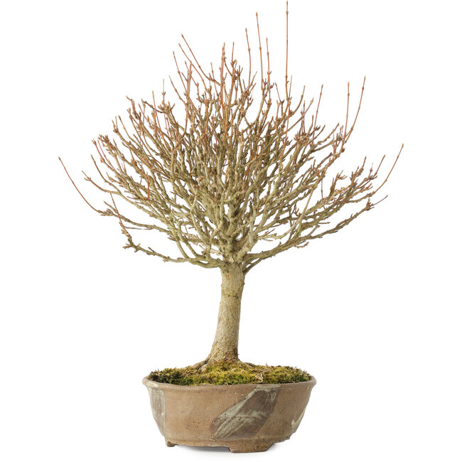 Acer buergerianum, 28 cm, ± 20 jaar oud