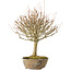 Acer buergerianum, 28 cm, ± 20 jaar oud