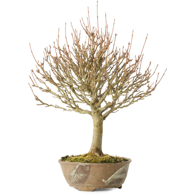 Acer buergerianum, 28 cm, ± 20 años