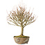 Acer buergerianum, 28 cm, ± 20 jaar oud