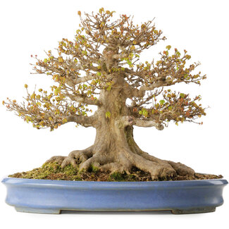 Acer buergerianum, 41,5 cm, ± 30 anni
