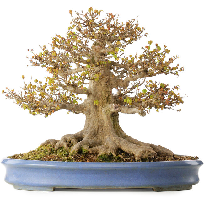 Acer buergerianum, 41,5 cm, ± 30 years old