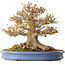 Acer buergerianum, 41,5 cm, ± 30 anni