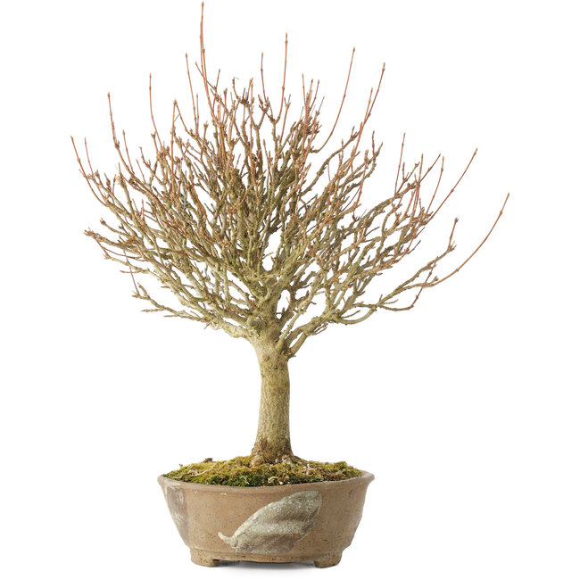 Acer buergerianum, 28 cm, ± 20 jaar oud